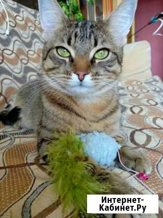Кошка Реутов - изображение 1