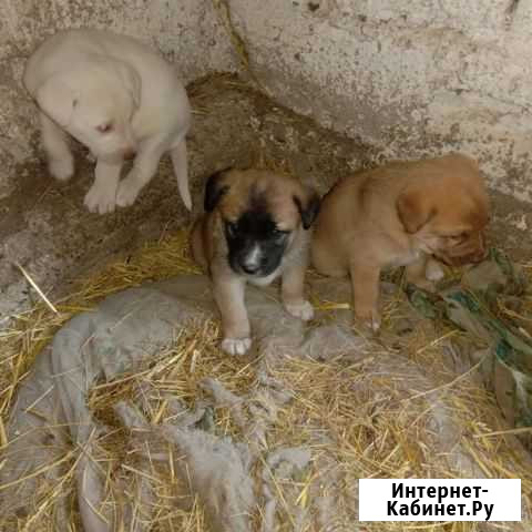 Собаки бесплатно в добрые руки щенки Белореченск - изображение 1