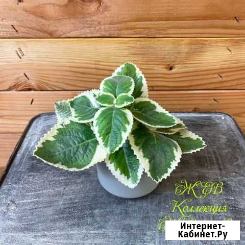 Плектрантус Variegated Cuban Oregano Дмитров - изображение 1