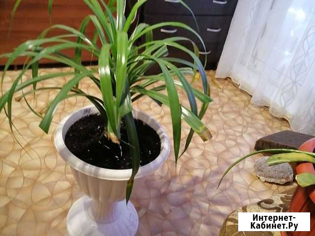Панданус Нижний Новгород - изображение 1
