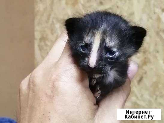 Малютка Севастополь - изображение 1