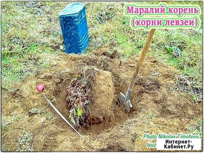 Маралий корень, корни левзеи от производителя КХ Био Архангельск - изображение 1