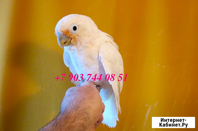 Какаду Гоффина (Cacatua goffiniana) ручные птенцы из питомника Москва - изображение 1