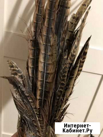 Натуральные перья фазана Ростов-на-Дону - изображение 1