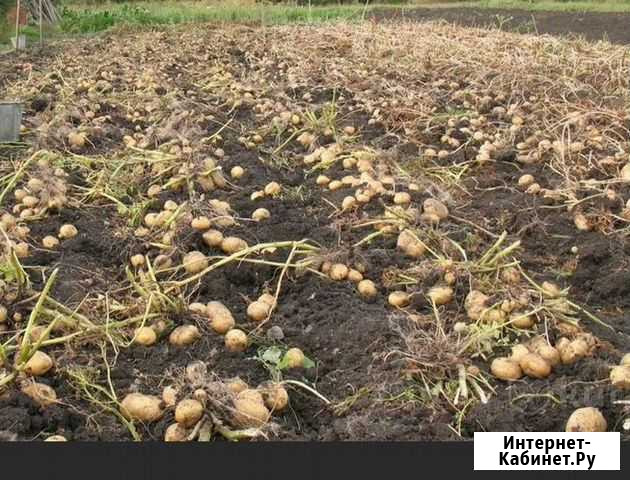Оптом Картофель сезон 2021 Климово - изображение 1