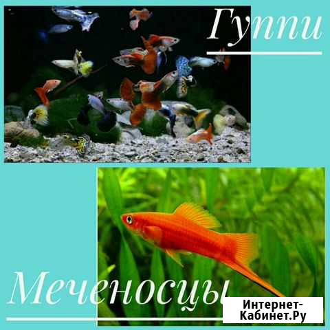 Аквариумные рыбки Ковров - изображение 1