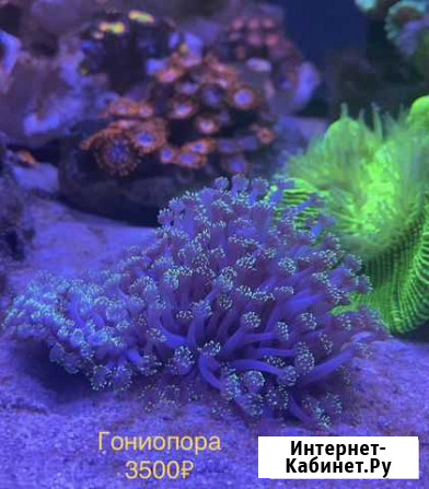 Морские кораллы для аквариума Сочи - изображение 1