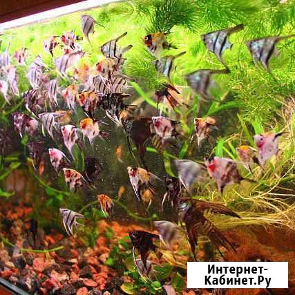 Аквариумные рыбки Новочеркасск - изображение 1
