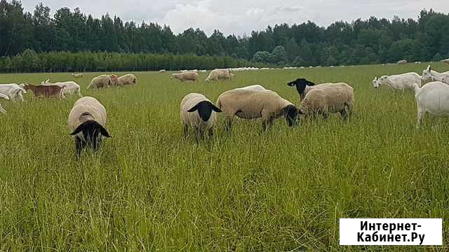 Ярки племенные романовской мясных и молочных пород Санкт-Петербург - изображение 1