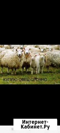 Овцы,ягнята Кардоникская - изображение 1