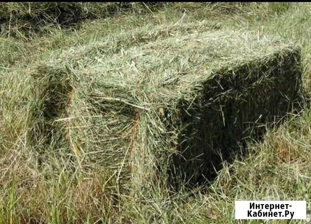 Сено в тюках 20 кг из Забайкальского края Улан-Удэ - изображение 1