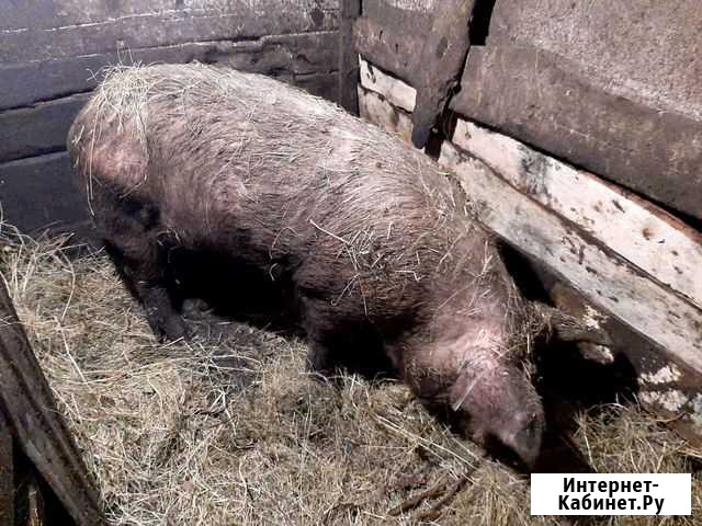 Хряк рабочий Сызрань - изображение 1