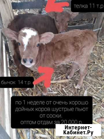 Домашние животные коровы Кардоникская - изображение 1