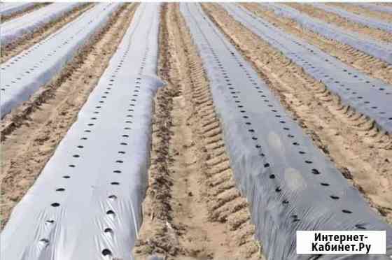 Мульчирующая пленка для клубники с отверстиями Симферополь