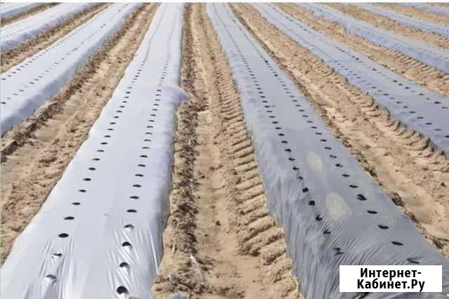 Мульчирующая пленка для клубники с отверстиями Симферополь - изображение 1