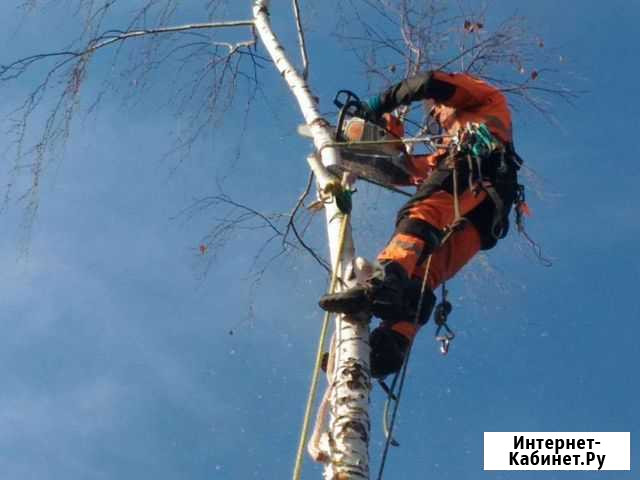 Кронирование деревьев Омск - изображение 1