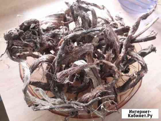 Красный корень (копеечник) Ессентуки