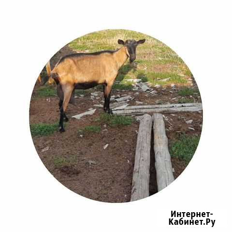 Козье молоко, сметана, масло Октябрьское - изображение 1