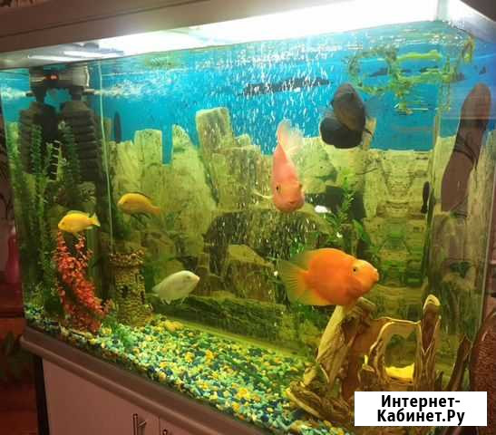 Аквариум Лениногорск - изображение 1