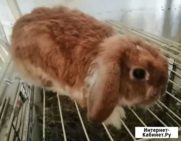 Декоративные карликовые кролики Чита - изображение 1