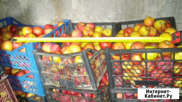 Продам яблоки Новочеркасск - изображение 1