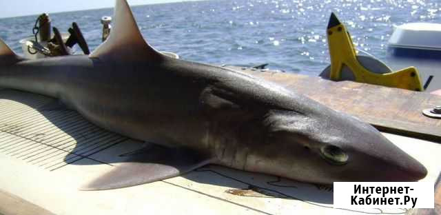 Картан опт Омск - изображение 1