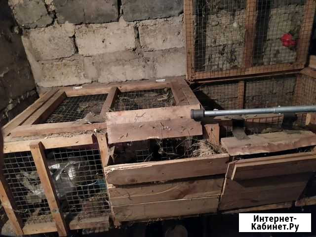 Клетки для кроликов Изобильный - изображение 1