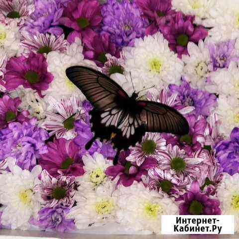 Букеты с живыми тропическими бабочками Красноярск