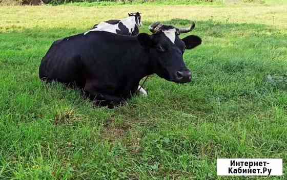 Молоко Москва