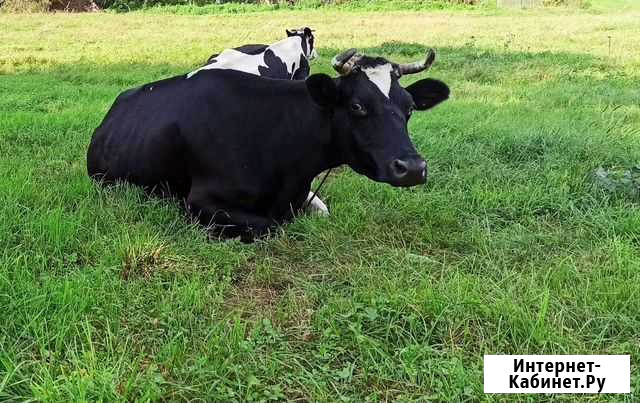 Молоко Москва - изображение 1