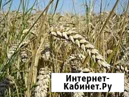Корма для сх животных. Пшеница#ячмень#кукуруза#про Новоаннинский - изображение 1