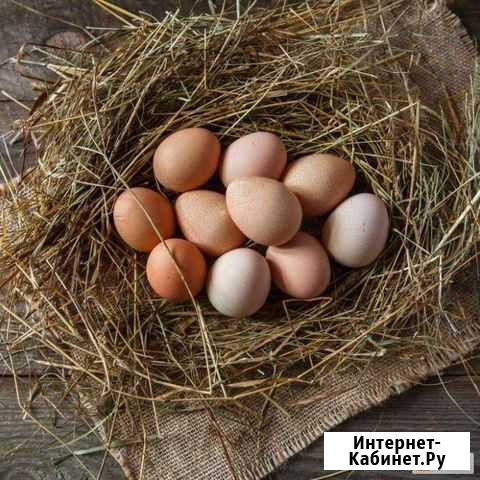 Домашние куриные яйца Златоуст - изображение 1
