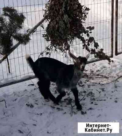 Козлик альпонубийский Богородское