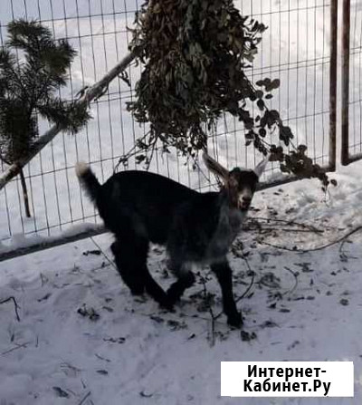 Козлик альпонубийский Богородское - изображение 1