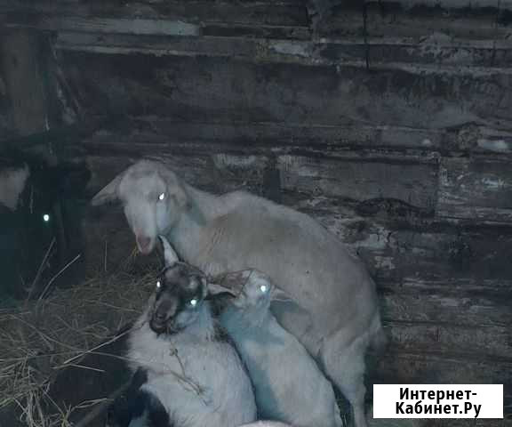 Козы Киселевск - изображение 1