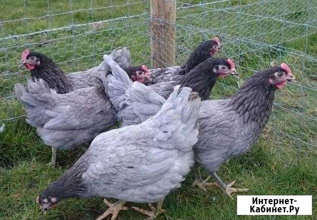 Куры Валуйки - изображение 1