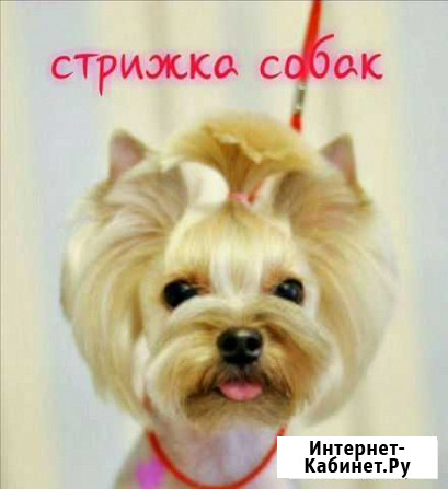 Стрижка собак Хабаровск - изображение 1