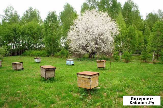 Продам мёд акации Курск - изображение 1
