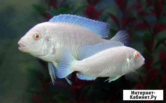 Снежный принц (Pseudotropheus socolofi albino) Челябинск