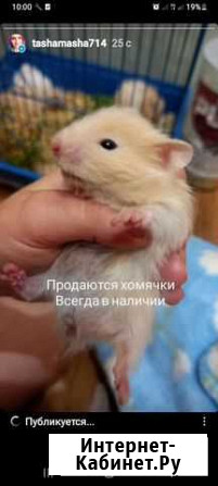 Хомяки1+1 Белая Калитва - изображение 1