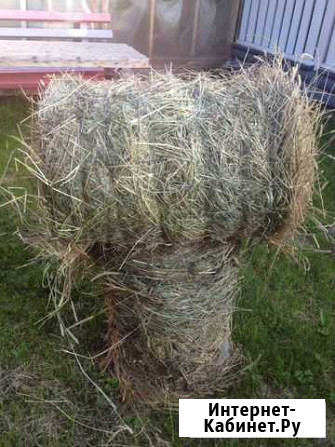 Сено Кемерово - изображение 1