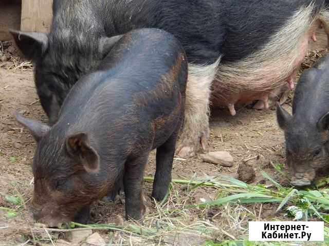 Свинтусы Иваново - изображение 1
