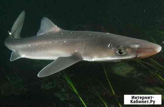 Картан опт Москва