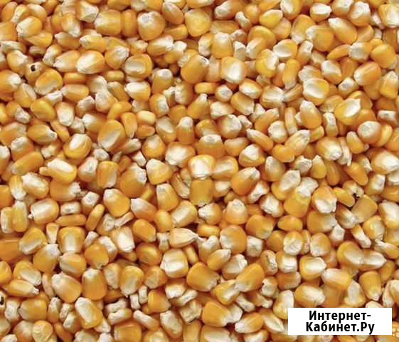 Кукуруза Нальчик - изображение 1