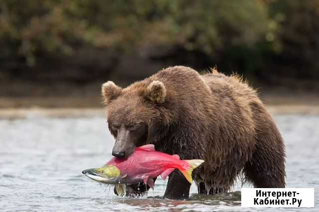 Sockeye salmon Сочи - изображение 1