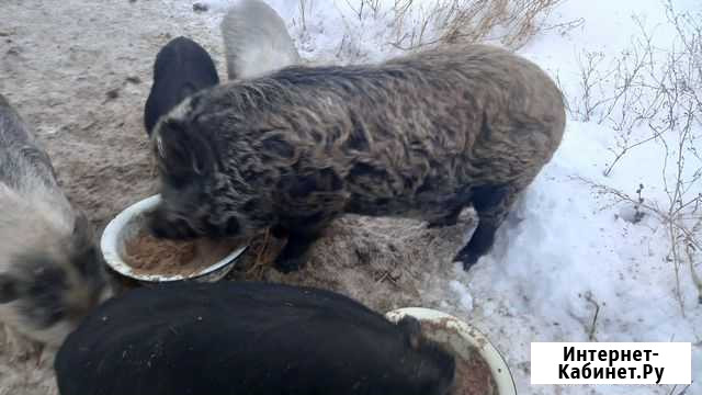Супоросные свиноматки, вьетнамки и кармалы Шадринск - изображение 1