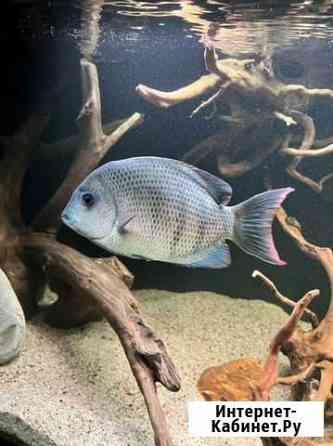 Пароэтроплюс Менарамбо, Мадагаскар Екатеринбург