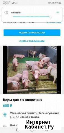 Продам свиней свыше 105 кг Колышлей - изображение 1