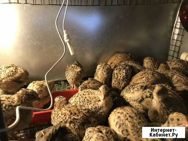 Птенцы перепелов Нижний Новгород - изображение 1