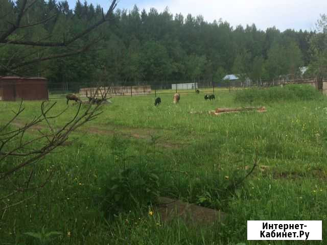 Барашек живым весом за кг Кимры - изображение 1